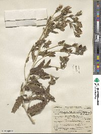 Mentzelia nuda var. stricta image