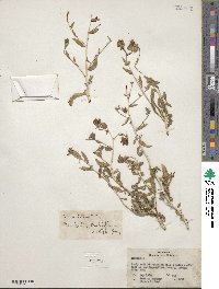 Mentzelia multiflora image