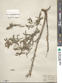 Mentzelia multiflora image