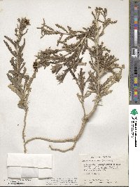 Mentzelia multiflora image