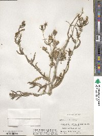 Mentzelia multiflora image