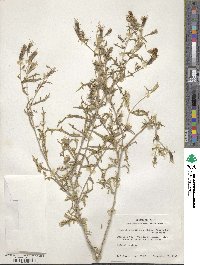 Mentzelia multiflora image