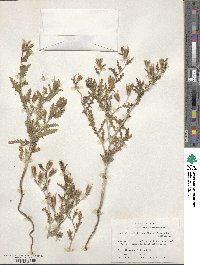 Mentzelia multiflora image