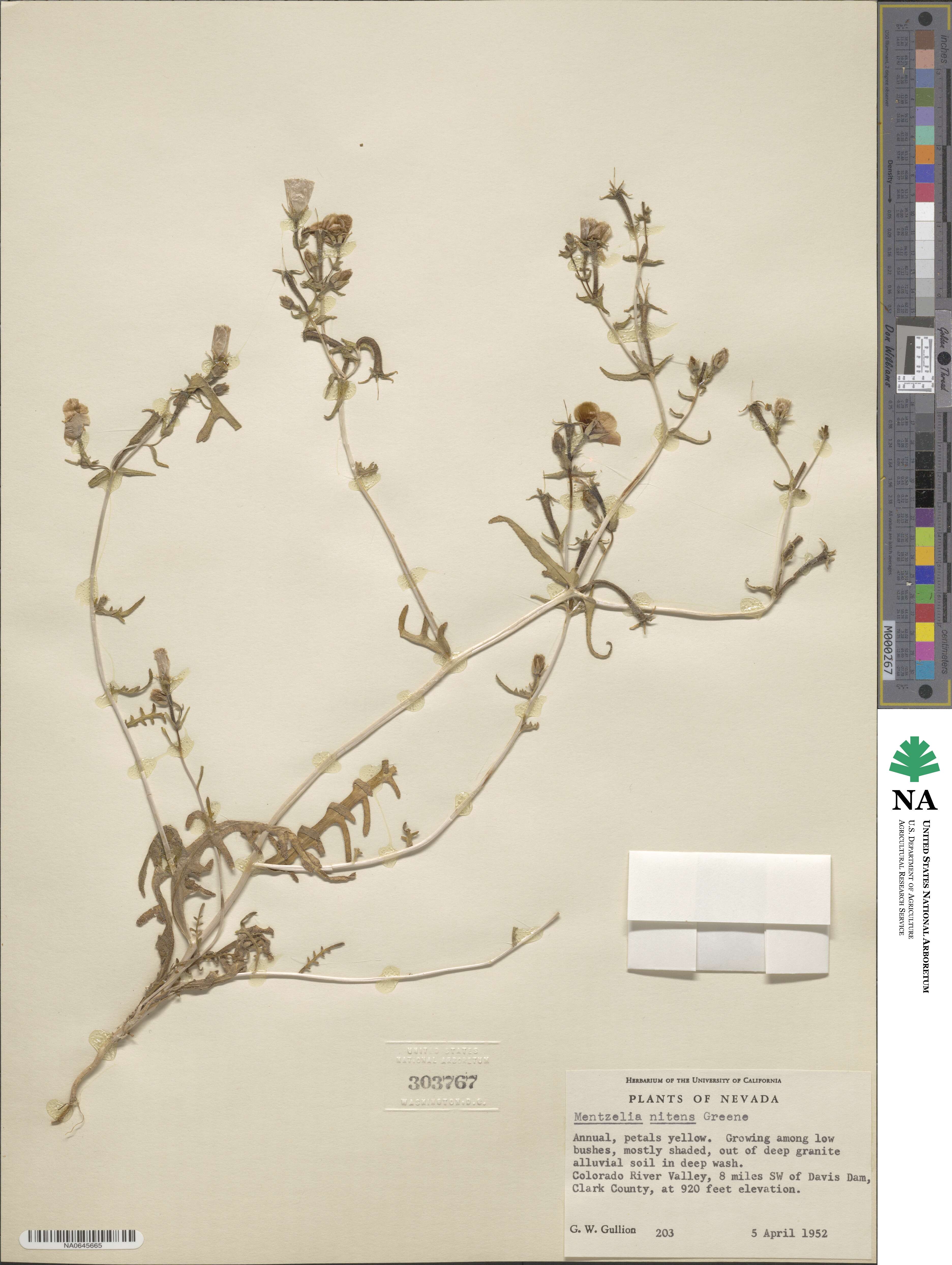 Mentzelia nitens image