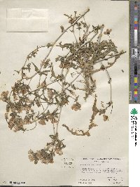 Mentzelia nitens image