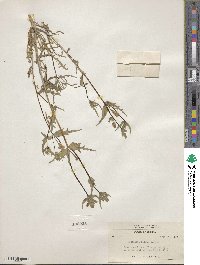 Mentzelia nitens image