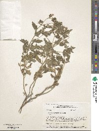 Mentzelia oligosperma image