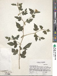 Mentzelia oligosperma image