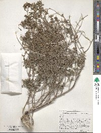 Mentzelia oligosperma image