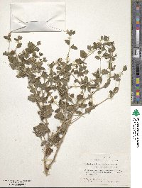 Mentzelia oligosperma image