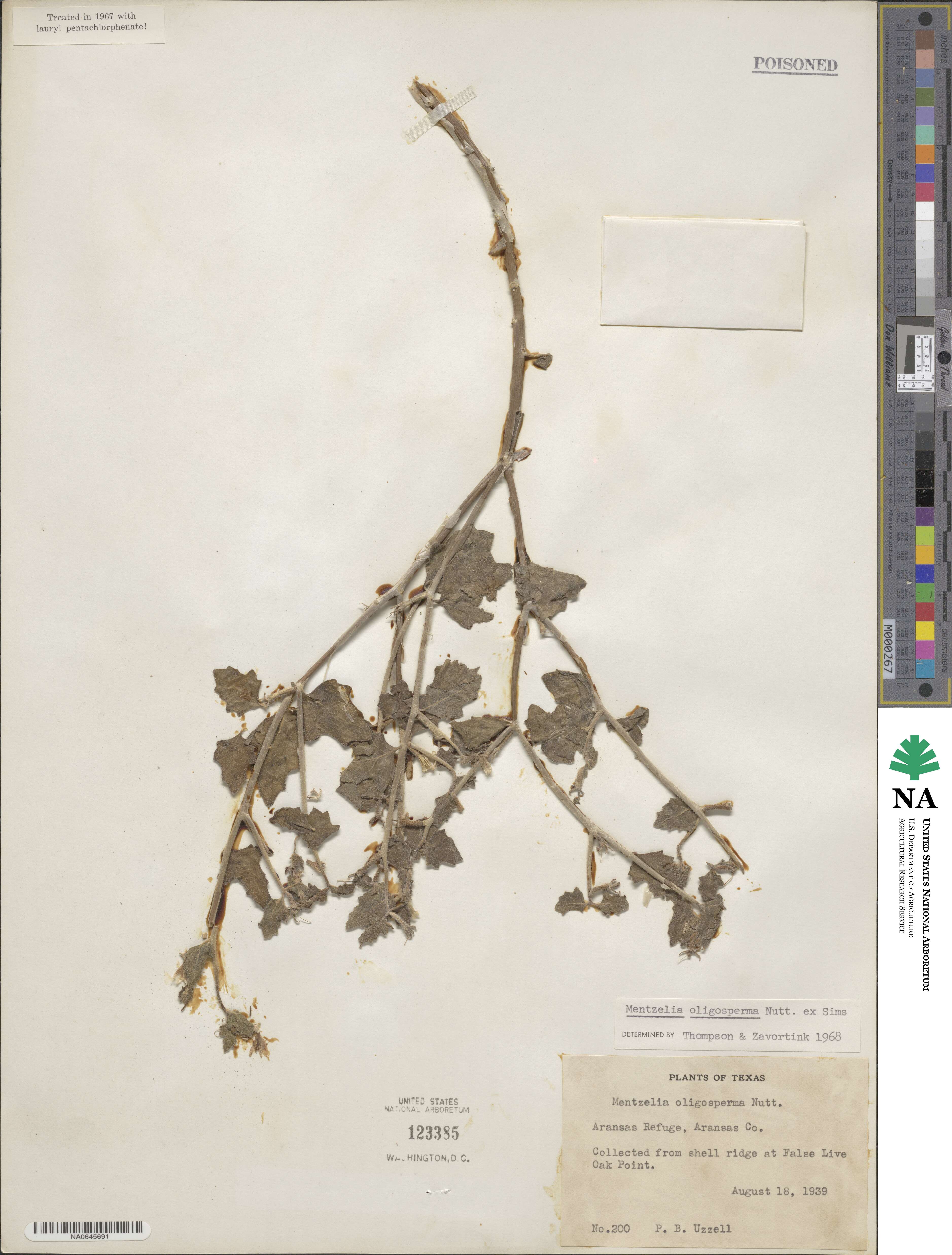 Mentzelia oligosperma image