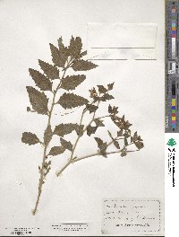 Mentzelia oligosperma image