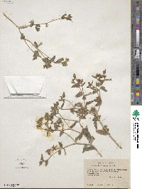 Mentzelia oligosperma image