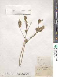 Mentzelia micrantha image