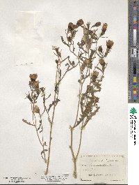 Mentzelia multiflora image