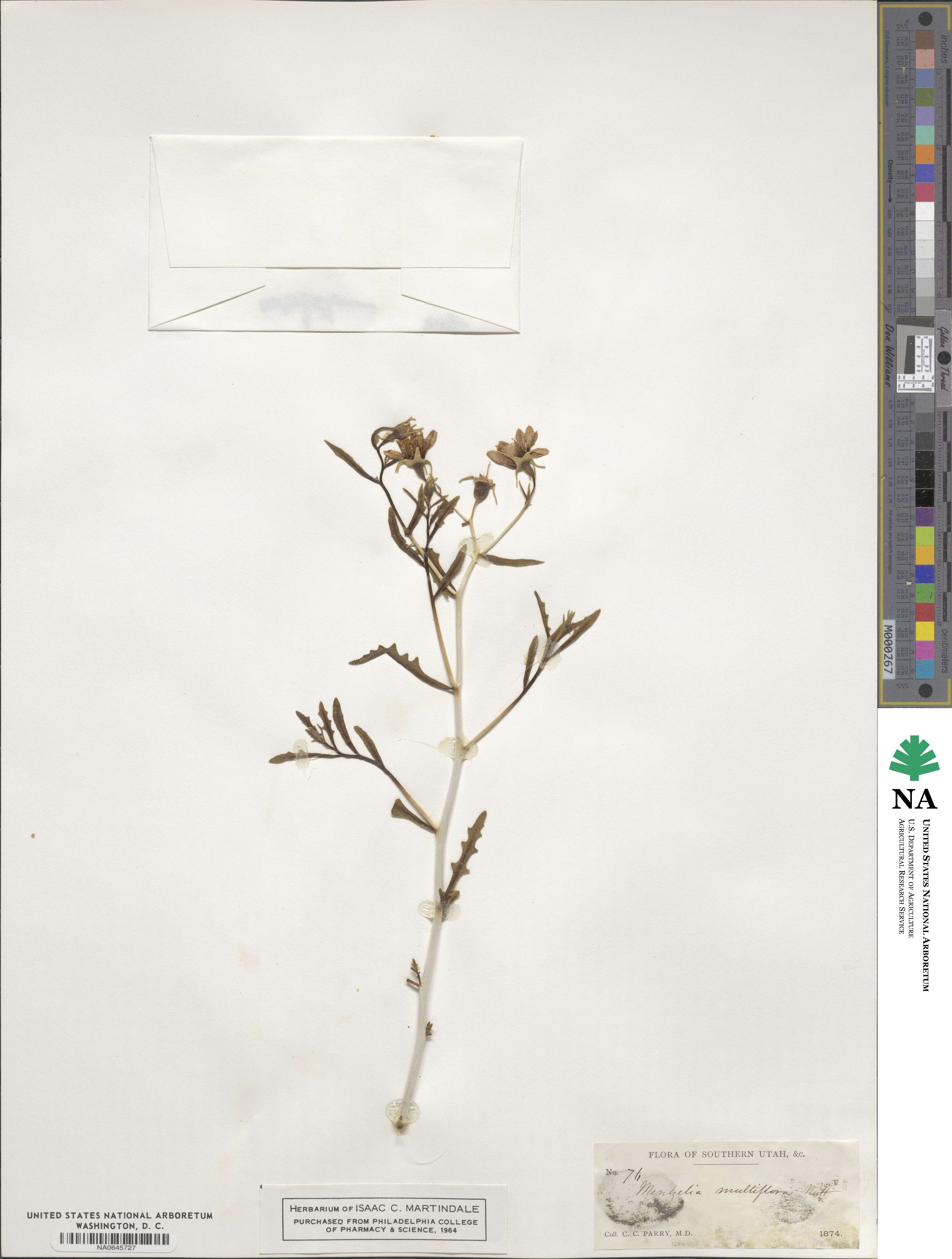 Mentzelia multiflora image