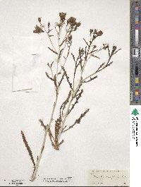 Mentzelia multiflora image