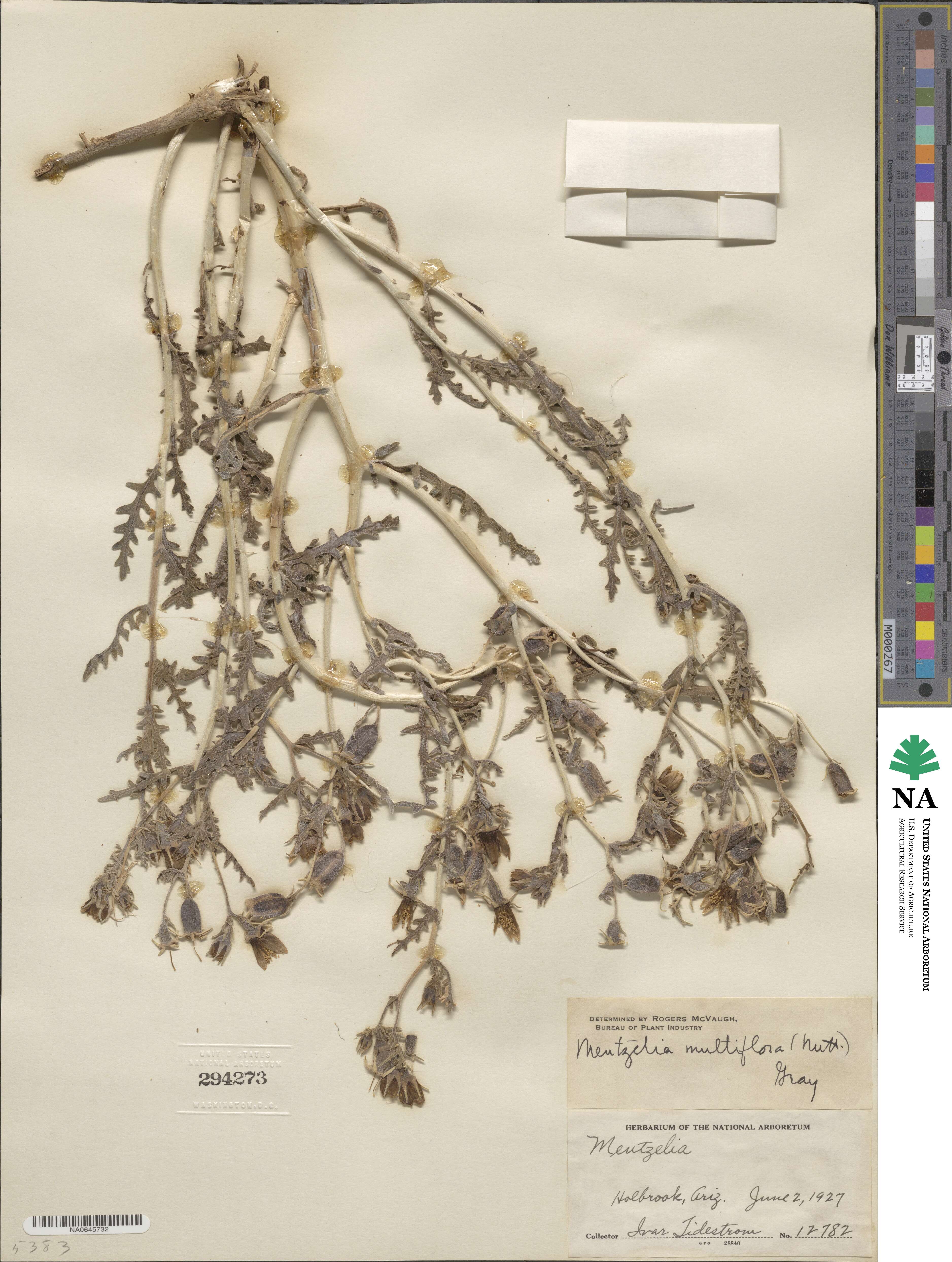 Mentzelia multiflora image