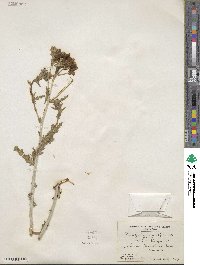 Mentzelia multiflora image