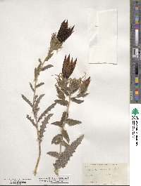 Mentzelia laevicaulis image