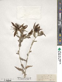 Mentzelia laevicaulis image