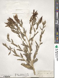 Mentzelia laevicaulis image