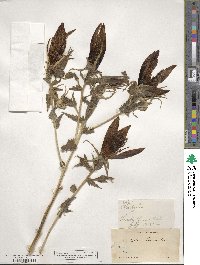 Mentzelia laevicaulis image