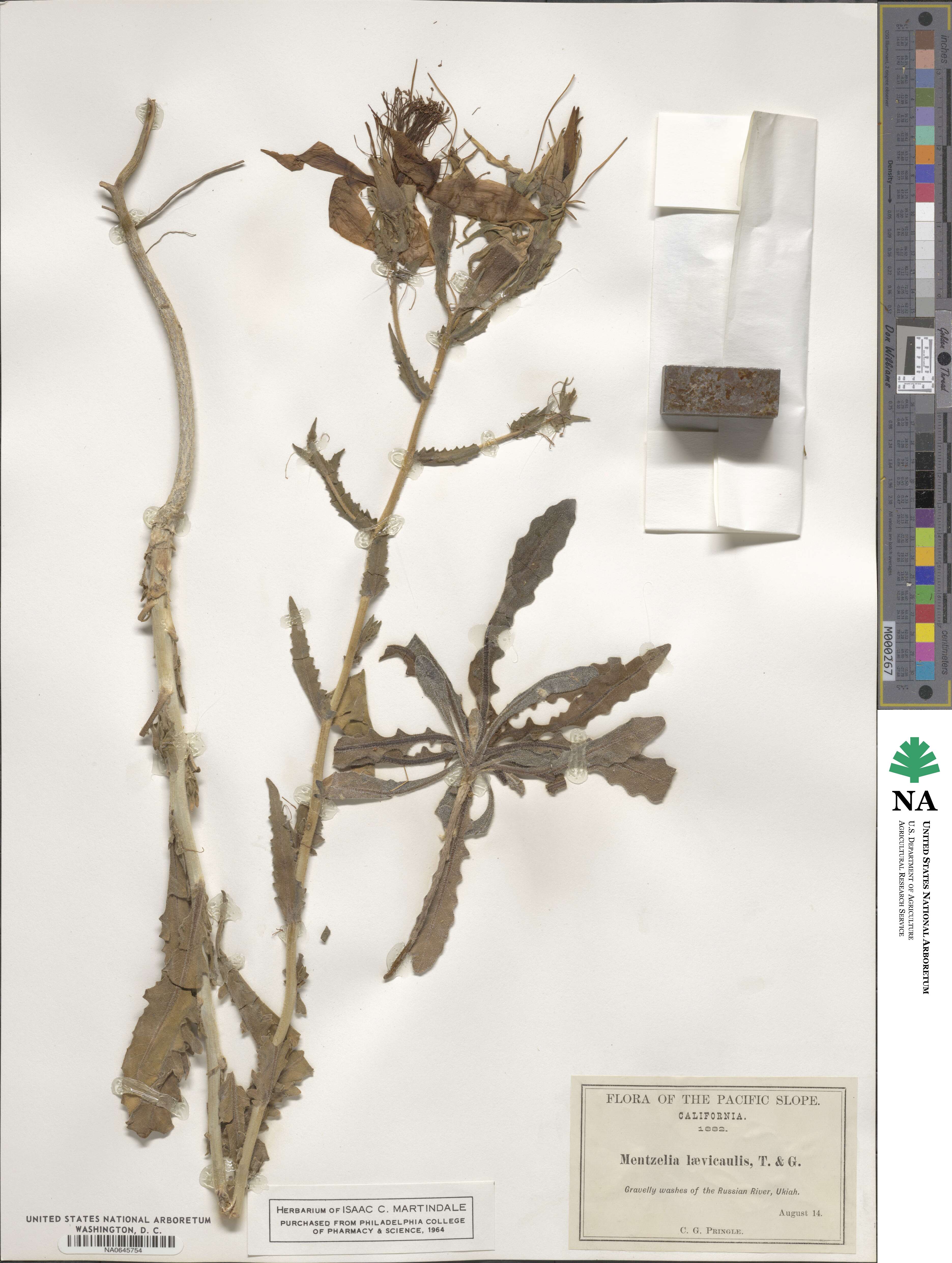 Mentzelia laevicaulis image