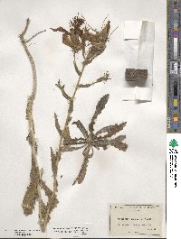 Mentzelia laevicaulis image