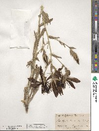 Mentzelia laevicaulis image