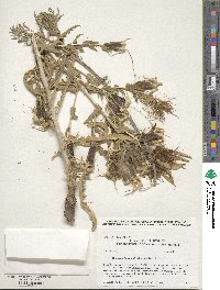 Mentzelia laevicaulis image