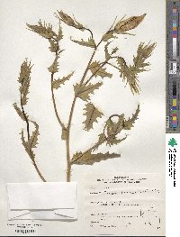 Mentzelia laevicaulis image