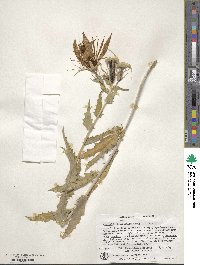 Mentzelia laevicaulis image