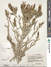 Mentzelia laevicaulis image