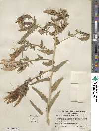 Mentzelia laevicaulis image