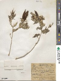 Mentzelia laevicaulis image