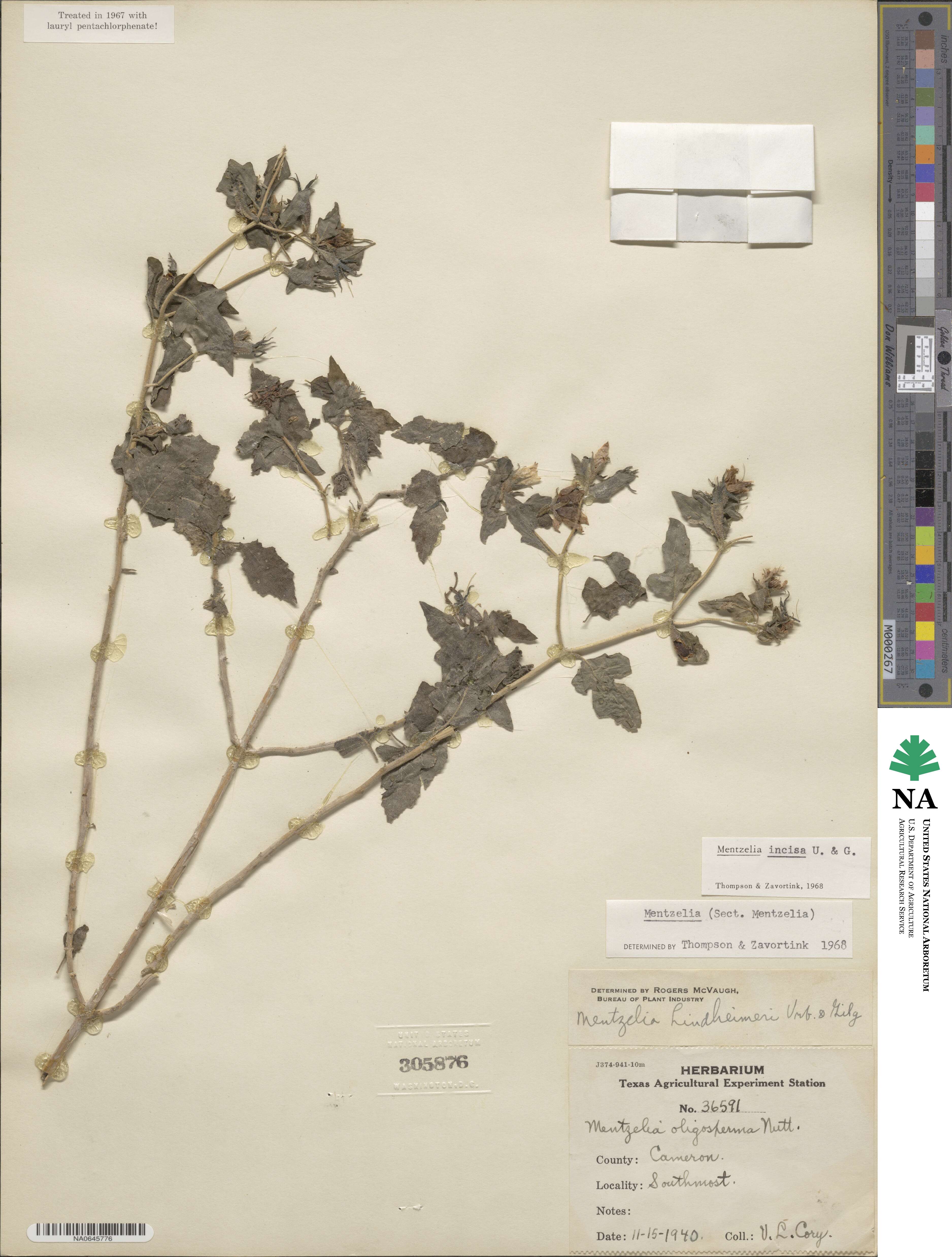Mentzelia incisa image