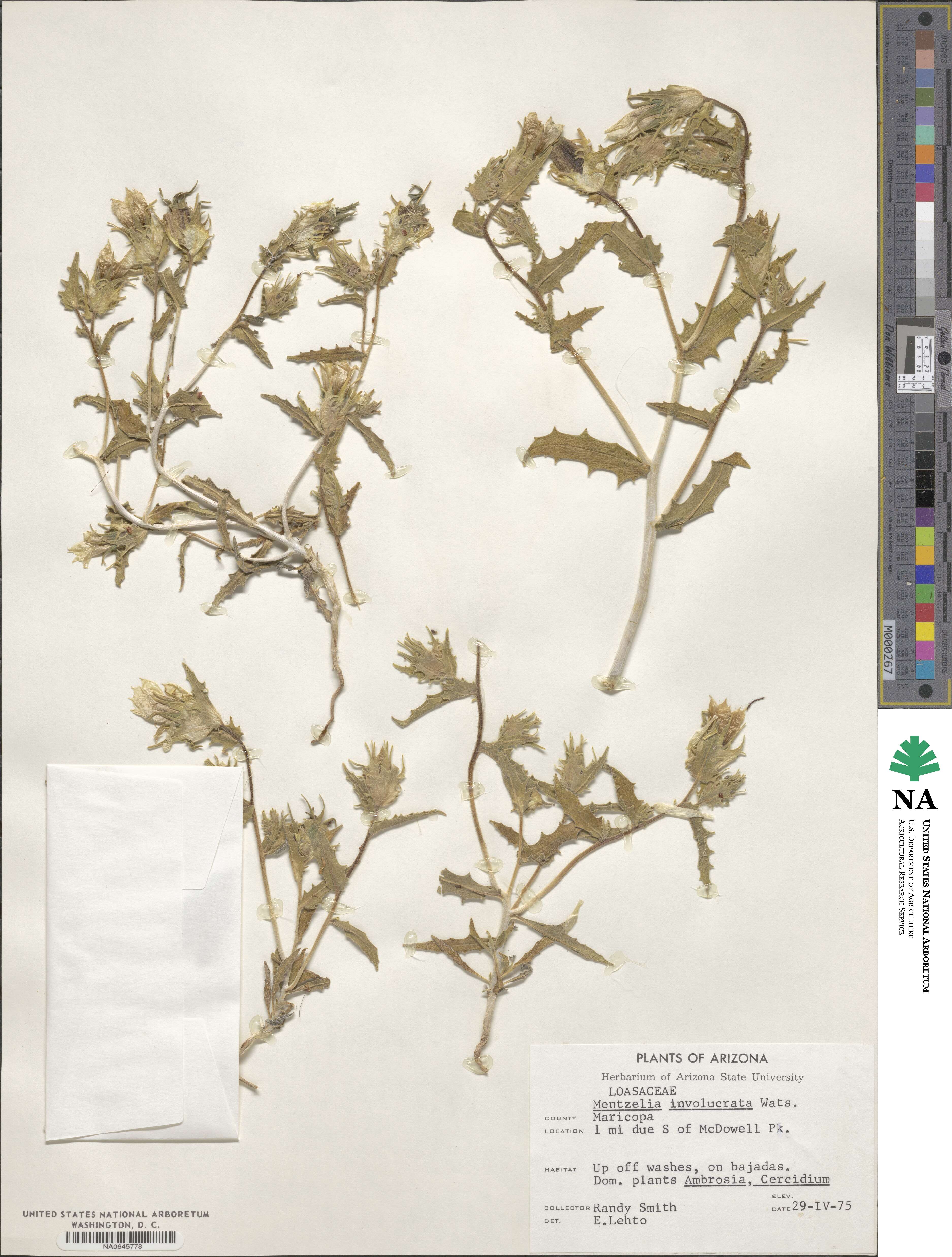 Mentzelia involucrata image