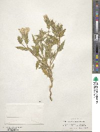 Mentzelia involucrata image