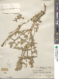 Mentzelia involucrata image