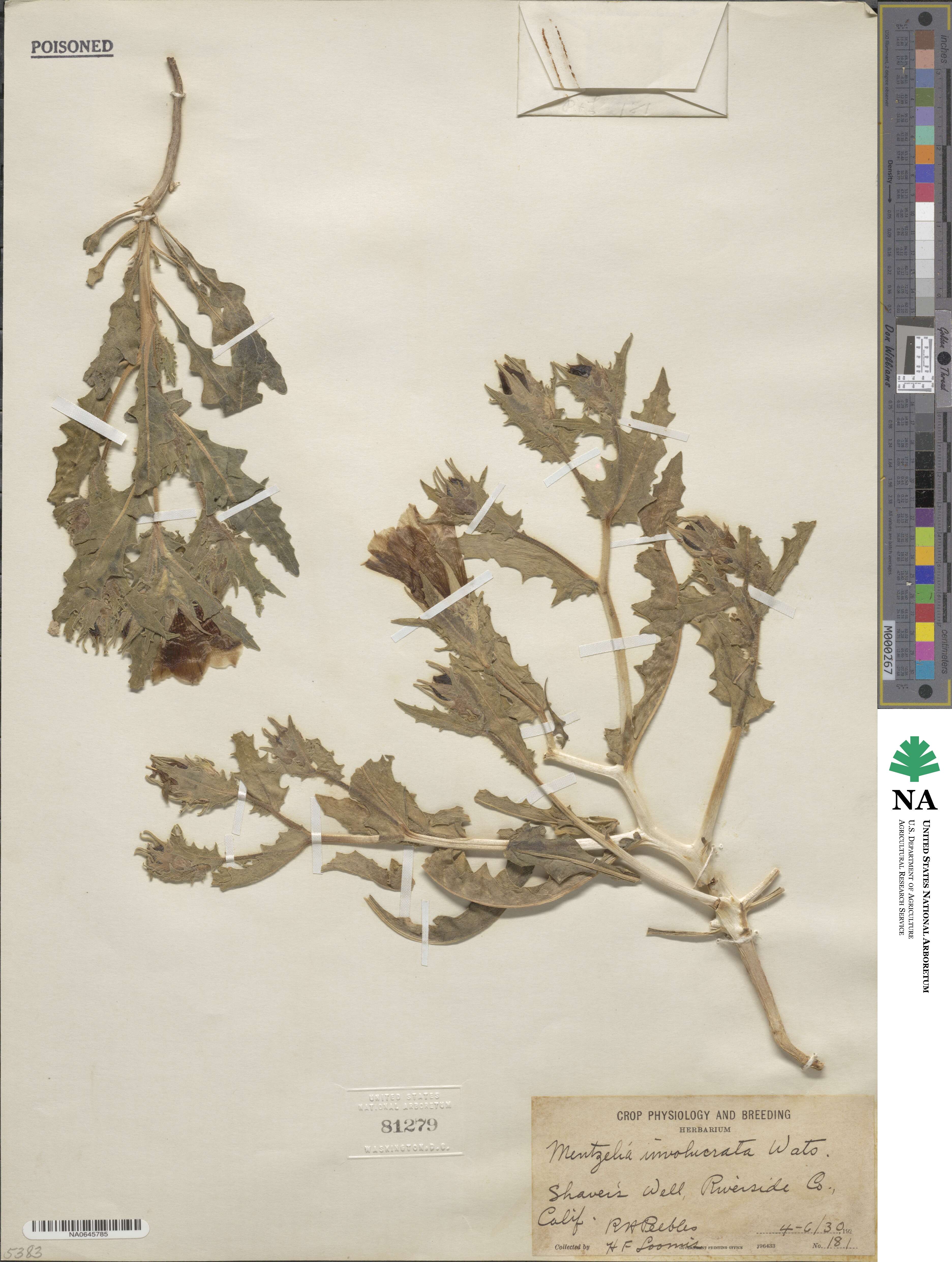 Mentzelia involucrata image