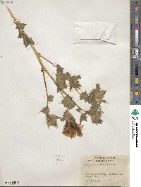 Mentzelia involucrata image