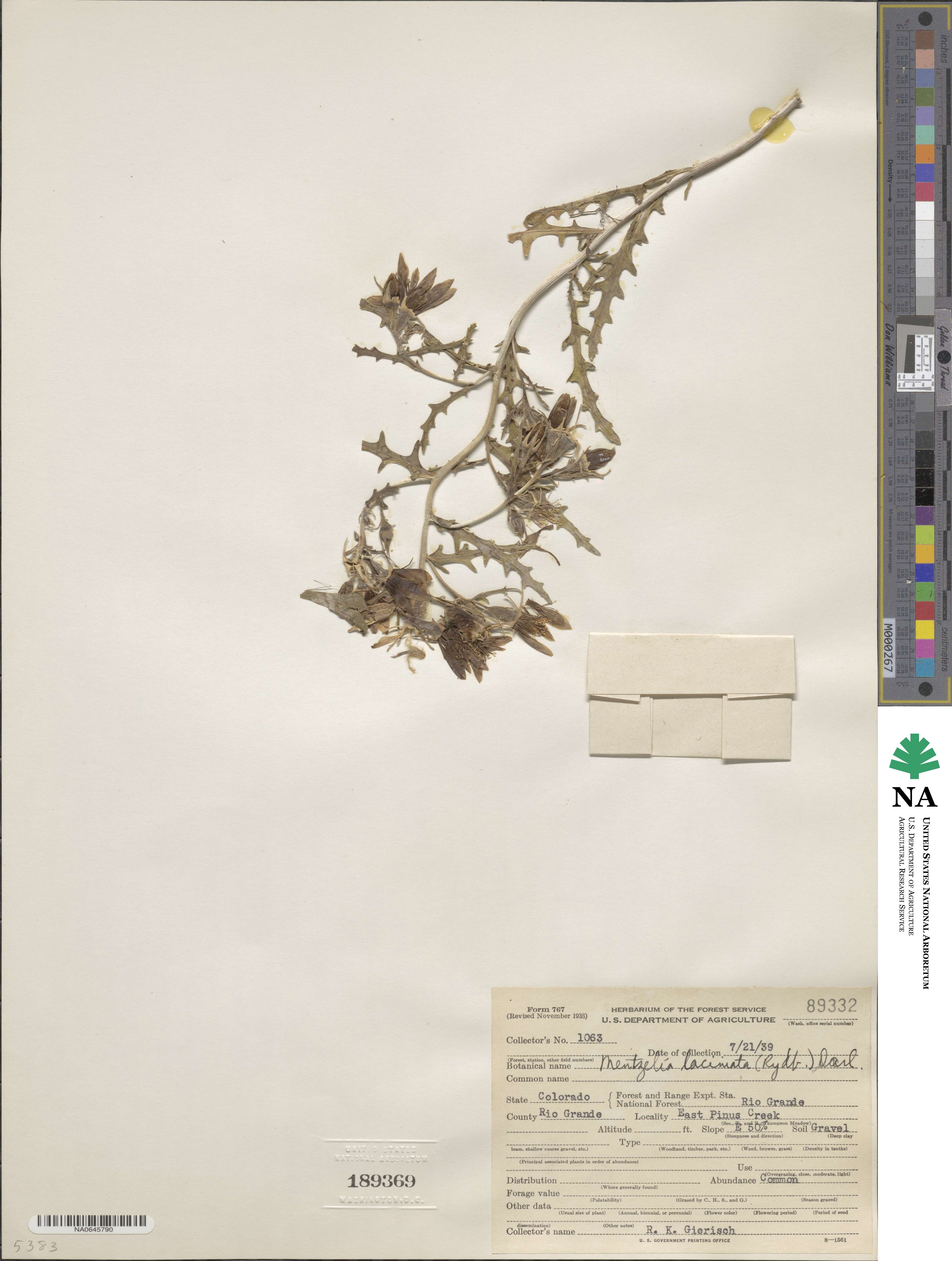 Mentzelia laciniata image