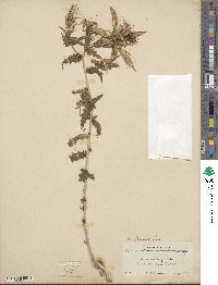 Mentzelia laevicaulis image