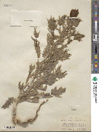 Mentzelia laevicaulis image