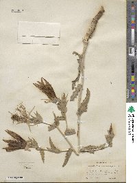 Mentzelia laevicaulis image