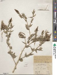 Mentzelia laevicaulis image