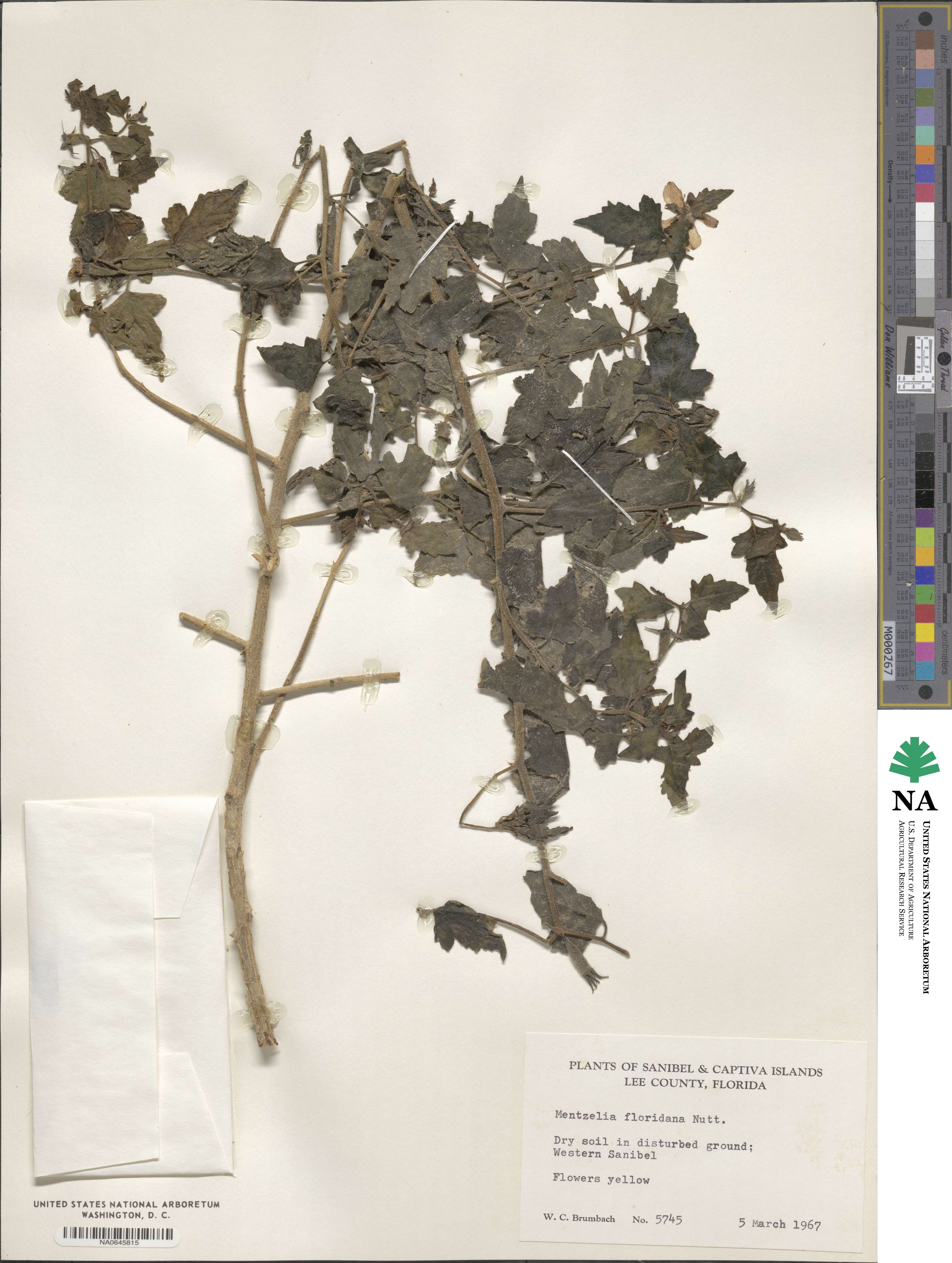 Mentzelia floridana image