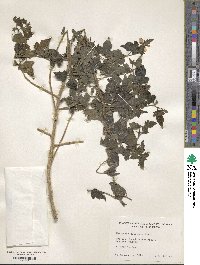 Mentzelia floridana image