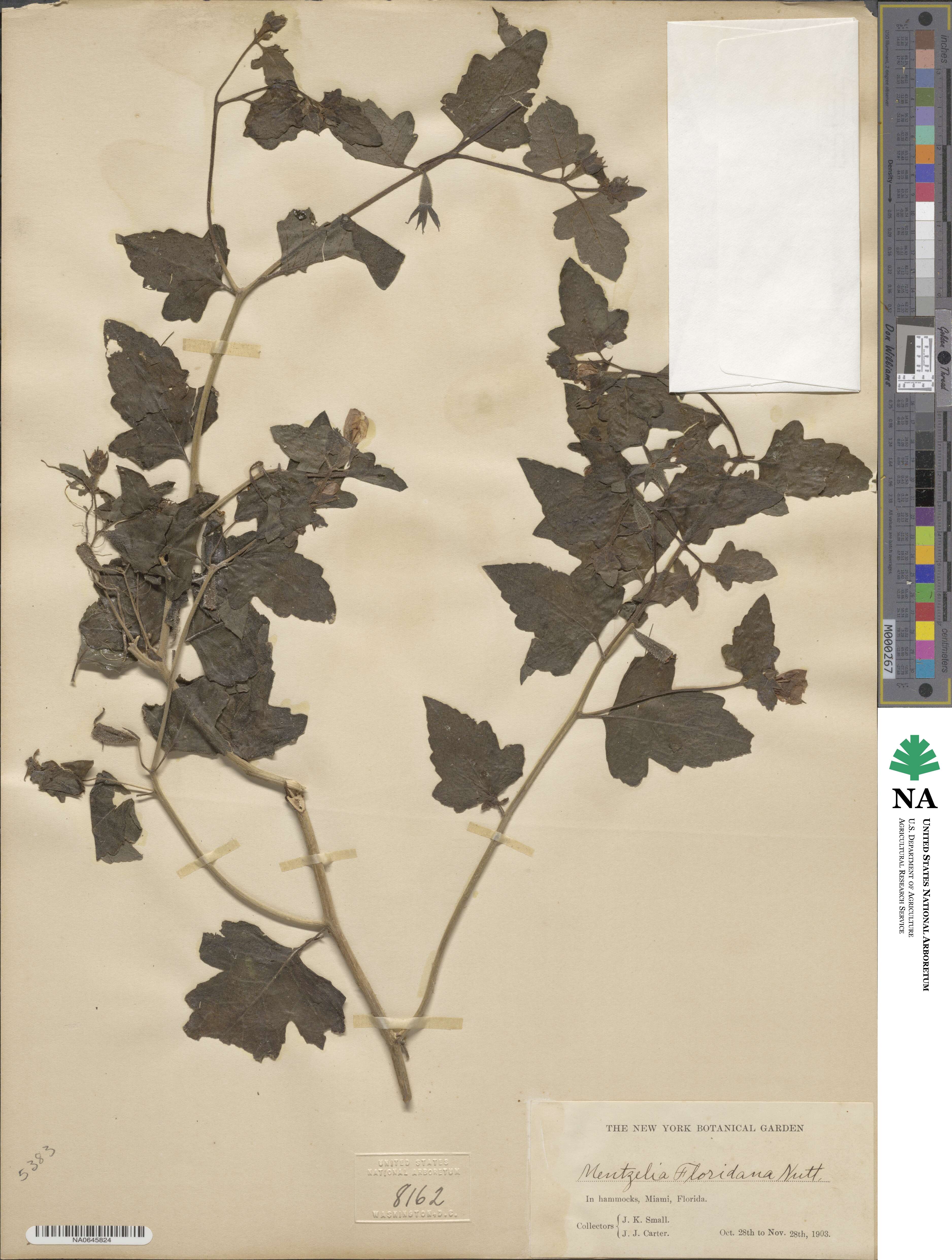 Mentzelia floridana image